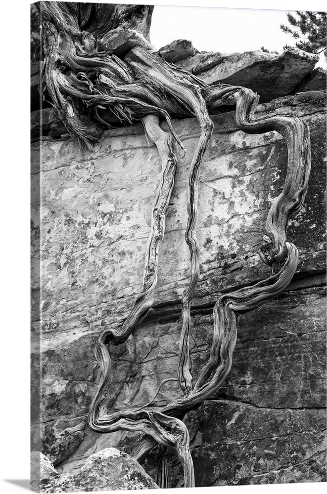 North America, USA, Utah.  Black and white image of desert juniper tree (Juniperus osteosperma) growing out of a canyon wa...