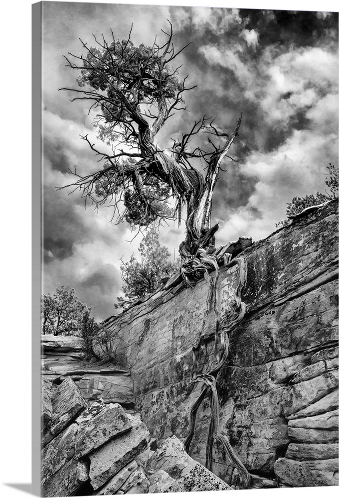 North America, USA, Utah.  Black and white image of Desert Juniper tree  (Juniperus osteosperma) growing out of a canyon w...