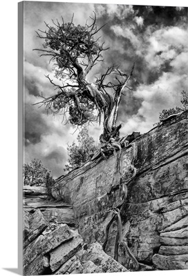 Utah. Desert Juniper tree growing out of a canyon wall, Cedar Mesa