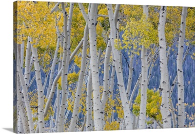 Utah, Fishlake National Forest. Aspen trees in autumn