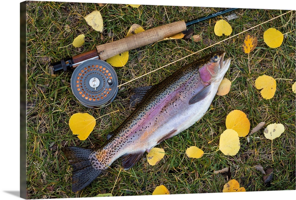 Utah, Fishlake National Forest. Rainbow trout and fly rod Solid-Faced  Canvas Print