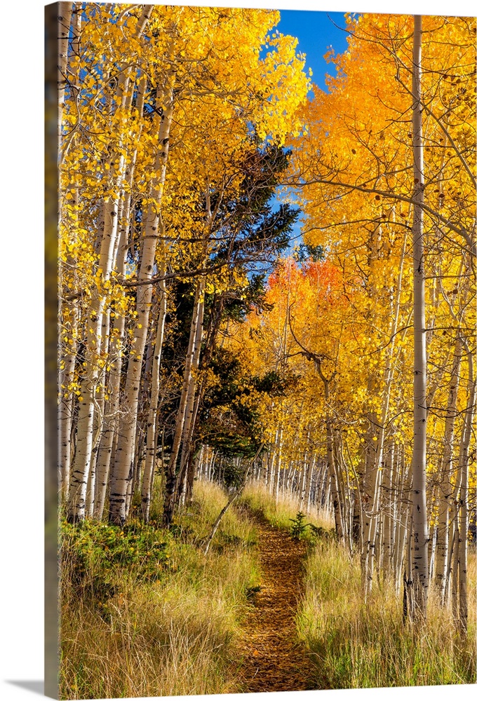 Utah, Fishlake National Forest. Trail in aspen trees Solid-Faced Canvas  Print