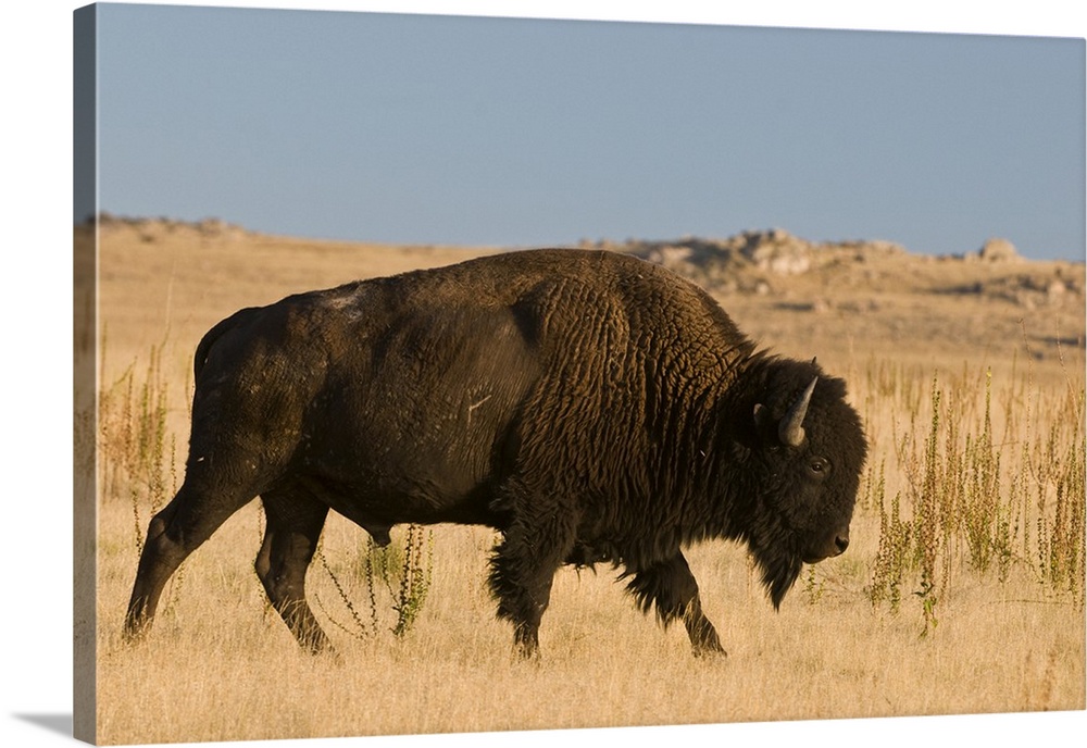 Utah, Great Salt Lake. Herd of American Bison is managed on Antelope Island, brought in 1893 when bison were near extincti...