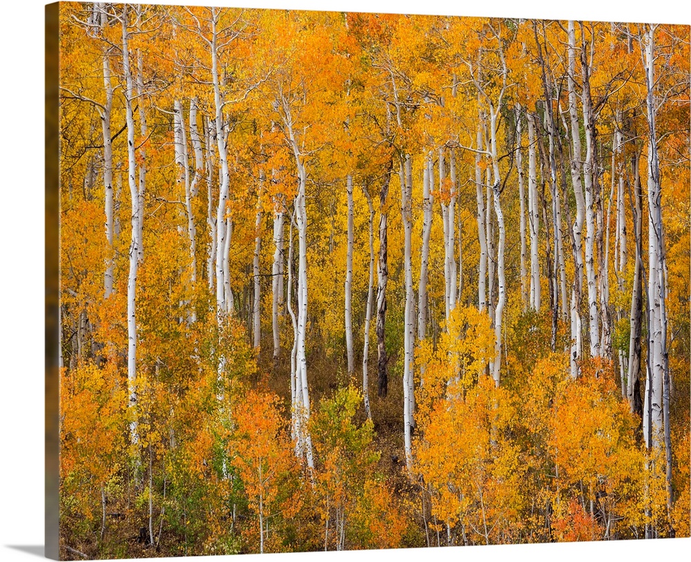 USA, Utah, Manti-La Sal National Forest. Autumn forest landscape.