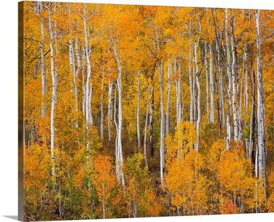 Utah, Manti-La Sal National Forest. Autumn forest landscape