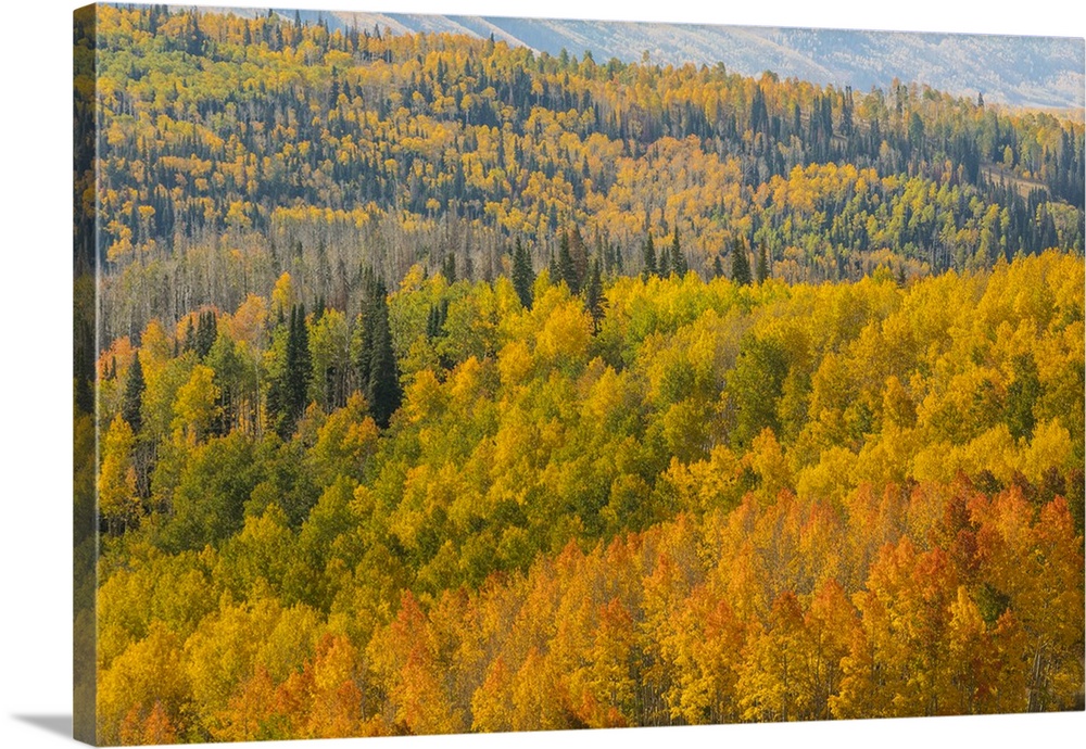 USA, Utah, Manti-La Sal National Forest. Autumn forest landscape.