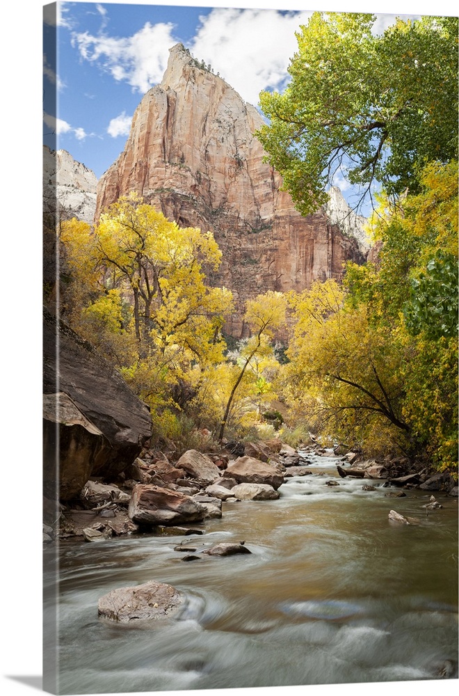 USA, Utah, Zion National Park. American dipper, also known as a water ouzel. Fall foliage near Virgin River.