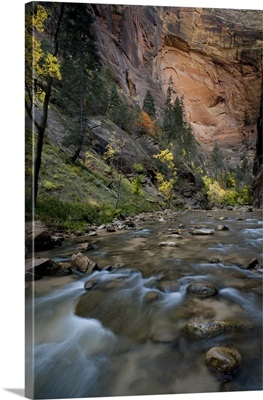 Utah, Zion National Park. Autumn foliage inside the Narrows, with rocks and Virgin River