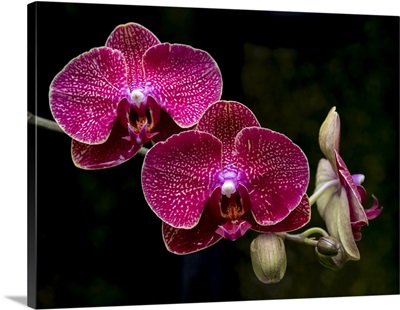 Vanda Crownfox Diva Orchid In Bloom