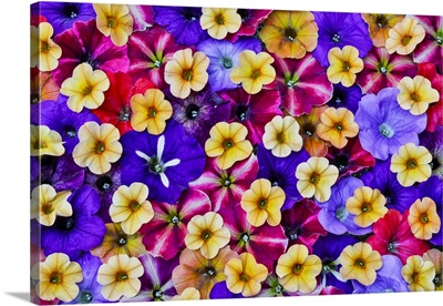 Variety Of Petunia Flowers In Pattern, Sammamish Washington