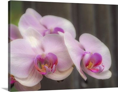 Variety Of Pink Orchid