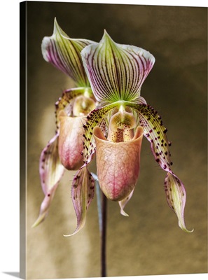 Variety Of Slipper Orchid 'Paphiopedilum'