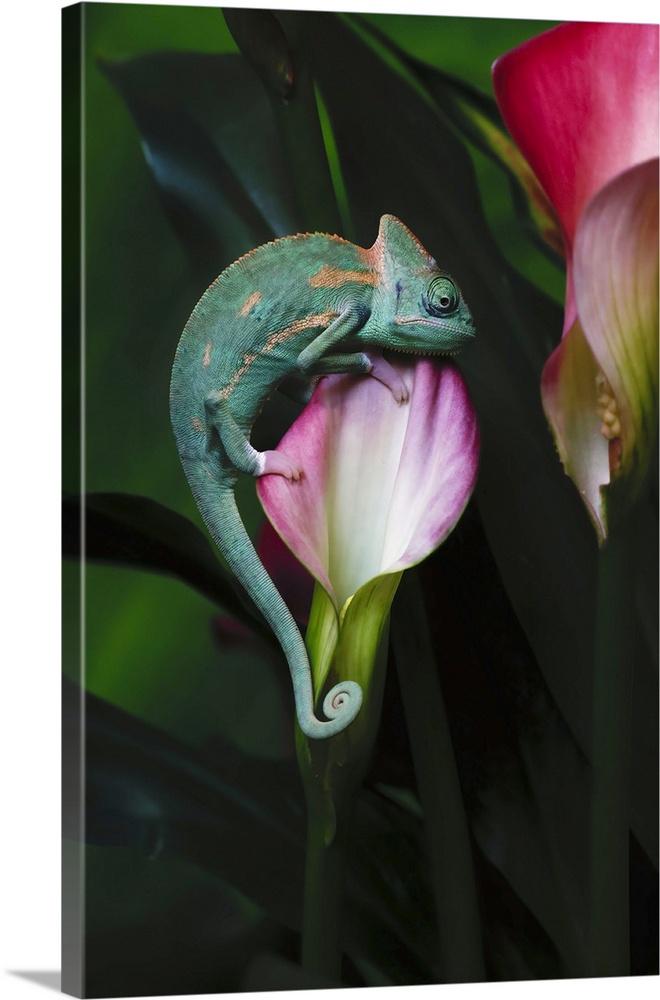 Veiled chameleon. Nature, Fauna.