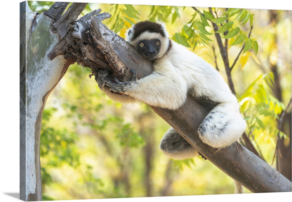 Africa, Madagascar, Anosy, Berenty Reserve. A Verreaux's sifaka hugging a tree because it is cooler than the outside tempe...