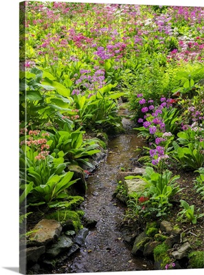 Very Boggy Quarry Garden With Giant Candelabra Primroses, Primula X Bulleesiana Hybrid