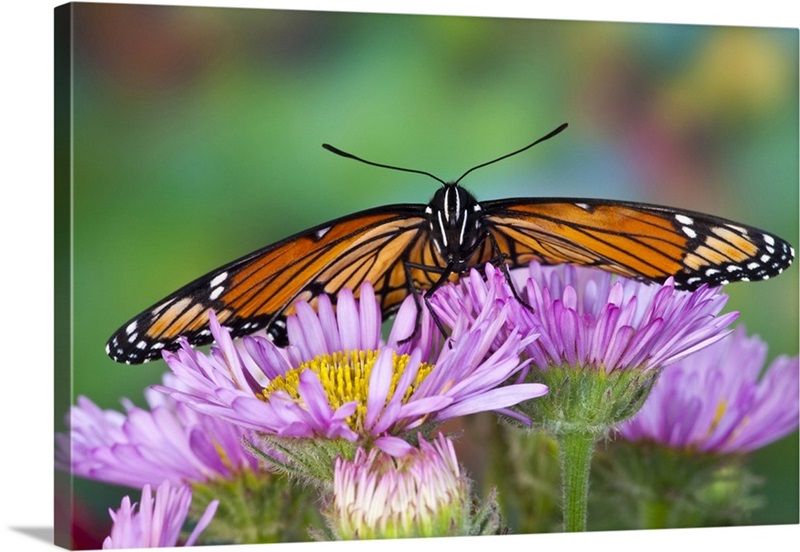 Viceroy Butterfly A Mimic Of The Monarch Butterfly Wall Art, Canvas 