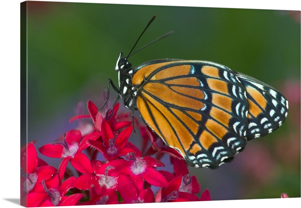 Viceroy Butterfly that mimics the Monarch Butterfly.