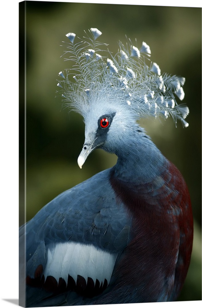 Victoria Crowned Pigeon (Goura victoria), Papua New Guinea. These beautiful birds forage the forest floor for fruit, seeds...