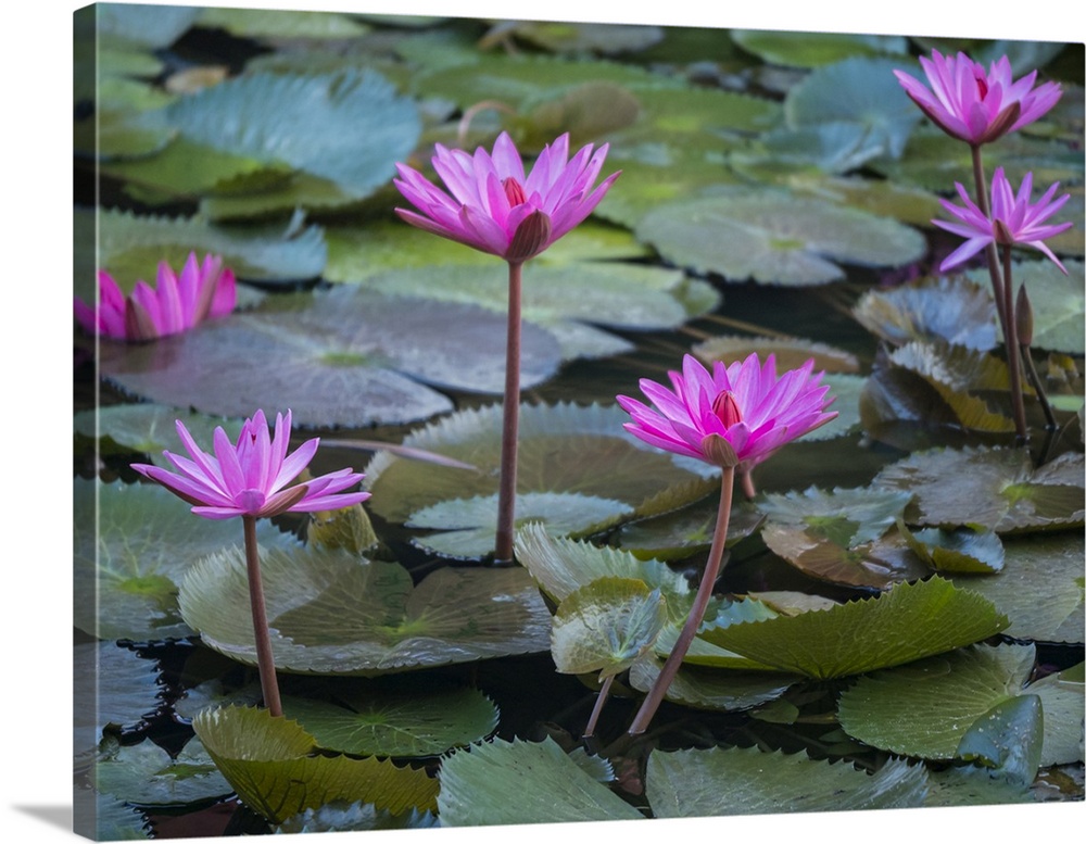 Vietnam, Mui Ne, Pink Water Lilies