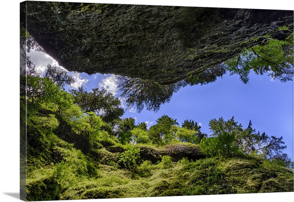 Upward view from bottom of Oneonta Gorge, Columbia River Gorge National Scenic Area, Oregon. United States, Oregon.