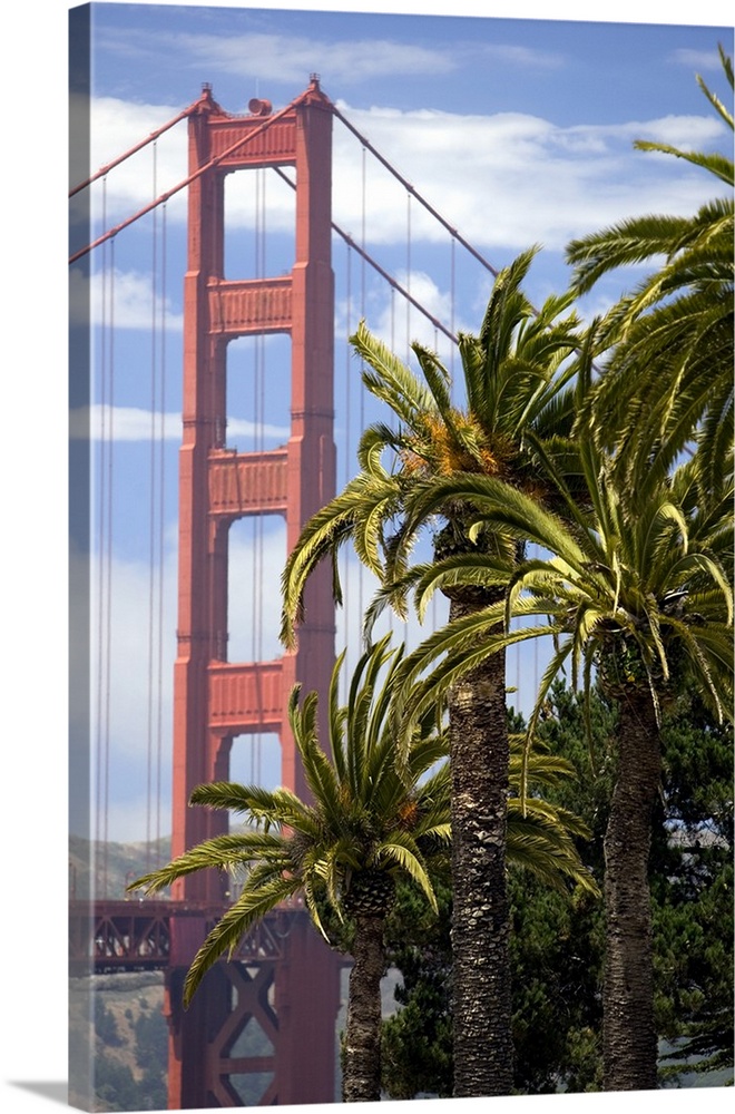 View of the Golden Gate Bridge with Palm trees from the Presidio in San Francisco.