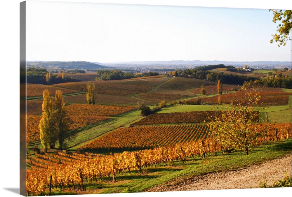 A view over the vineyards in Bergerac at Chateau Belingard in evening sunshine in autumn giving the wines a golden glow  C...