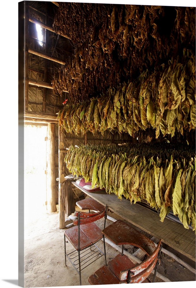 Vinales, Cuba.  Tabacco farm, leaves drying.
