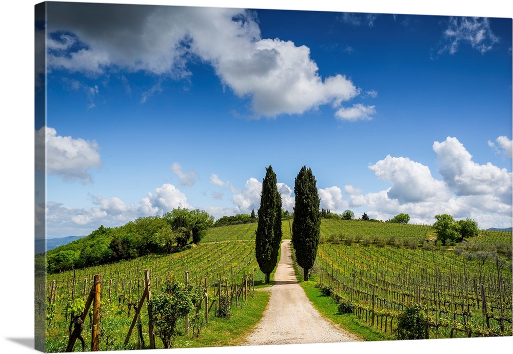Europe, Italy, Tuscany, Chianti. Vineyard and cypress trees. Credit: Jim Nilsen