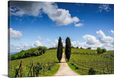 Vineyard And Cypress Trees, Europe, Italy, Tuscany, Chianti