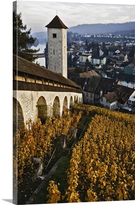 Vineyard And Rhine River From Munot Castle, Schaffhausen, Switzerland