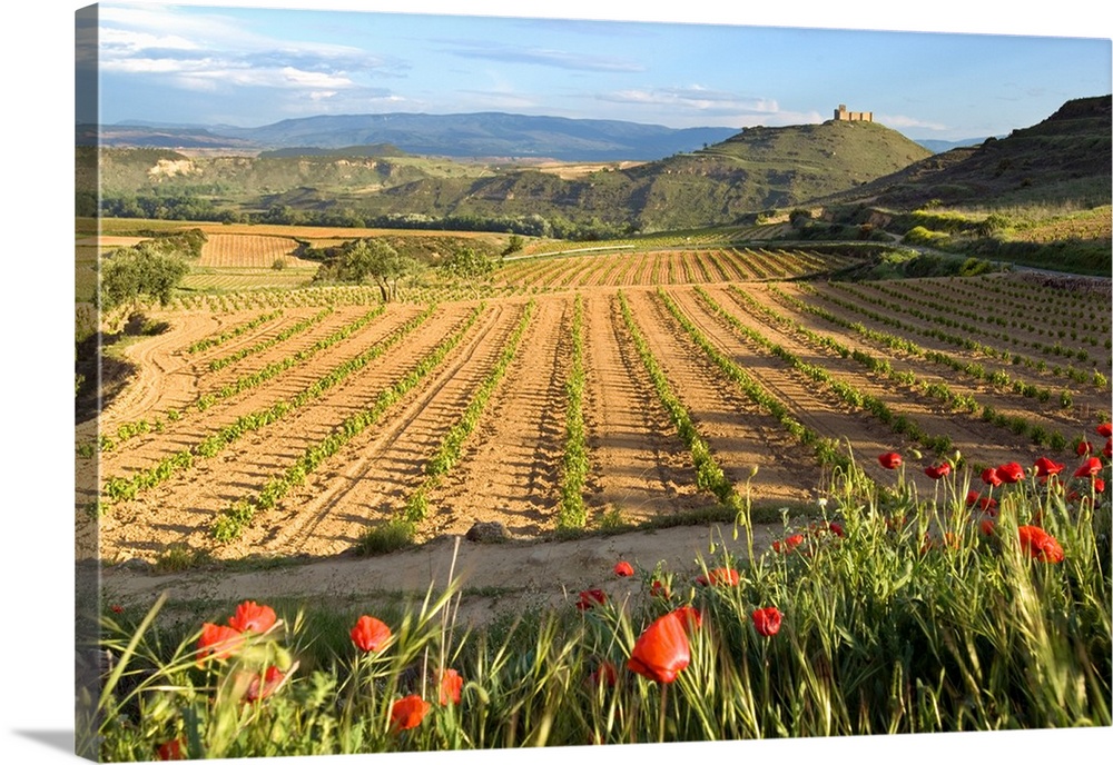 Vineyards along the San Vicente to Banos de Ebro Road in the La Rioja Region of Spain.