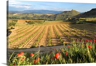 Vineyards Along The San Vicente To Banos De Ebro Road In The La Rioja Region Of Spain