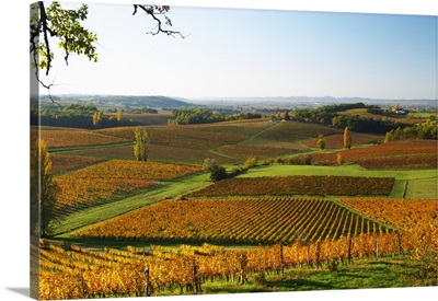 Vineyards in Bergerac at Chateau Belingard in evening, Dordogne France