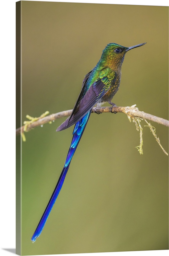 Violet-tailed sylph, a vividly stunning hummingbird living in the cloud forest of Ecuador.