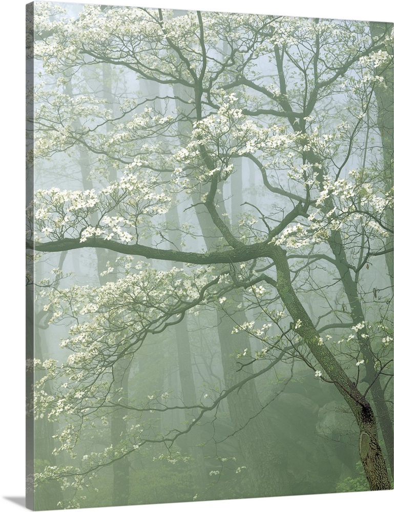 USA, Virginia, Shenandoah National Park, Flowering Dogwood in foggy forest.
