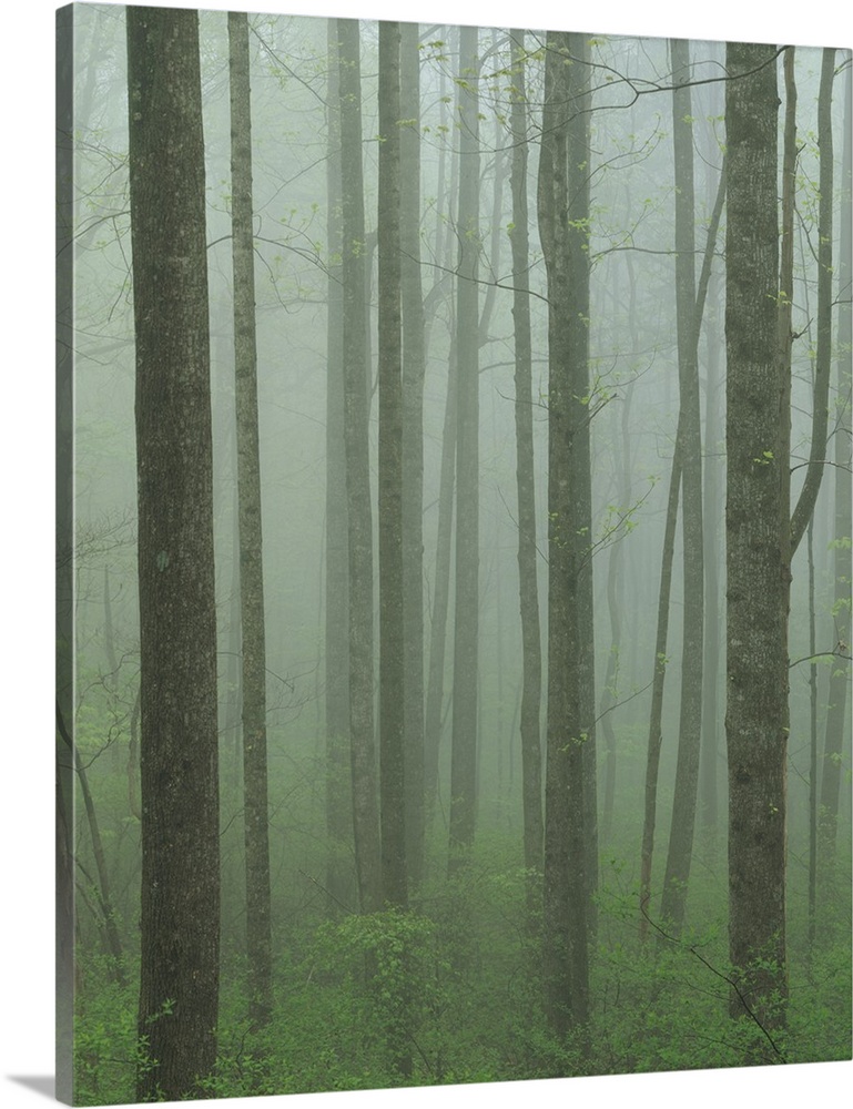 Virginia, Shenandoah National Park, Yellow Poplar forest.