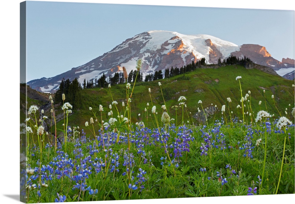 WA, Mount Rainier National Park, Mount Rainier and Wildflowers