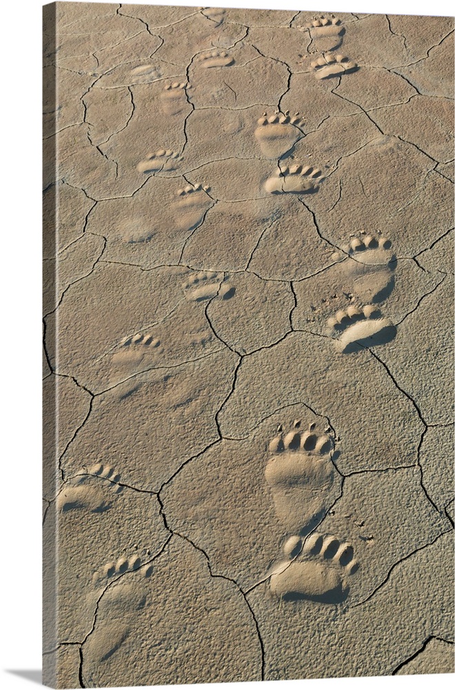 Footprints of adult and cub coastal grizzly bears in Lake Clark National Park, Alaska.