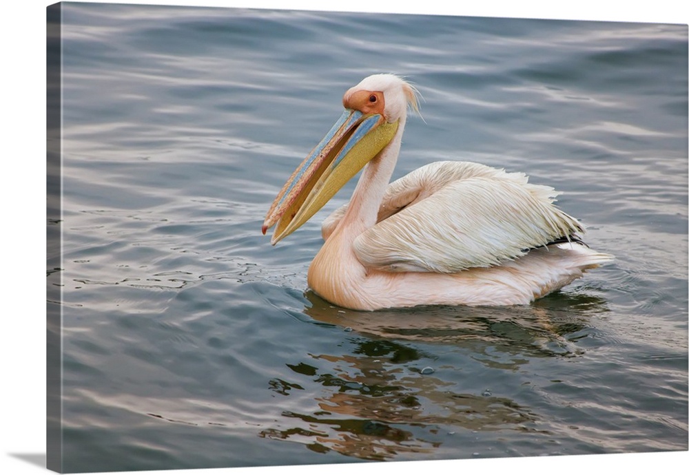 Walvis Bay, Namibia. Eastern White Pelican resting on the water.