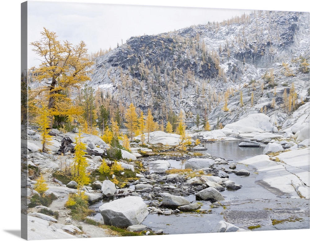 USA, Washington State. Alpine Lakes Wilderness, Enchantment Lakes, Golden Larch trees at Magic Meadow