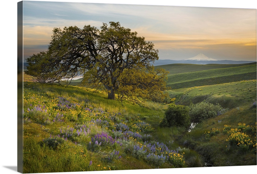 USA, Washington State, Field of Arrowleaf Balsamroot, Lupine  and an oak tree at Columbia Hills State Park, Mt. Hood in di...