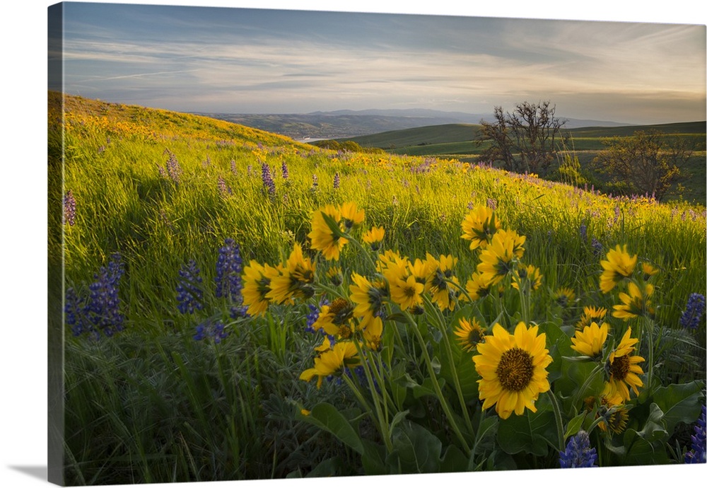USA, Washington State, Field of Arrowleaf Balsamroot and Lupine wildflowers at Columbia Hills State Park.
