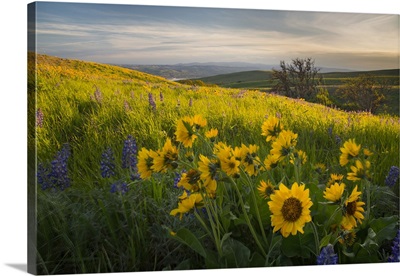 Washington, Field of Arrowleaf Balsamroot and Lupine wildflowers