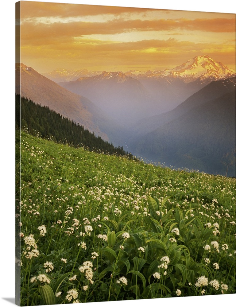 USA, Washington, Mt. Baker-Snoqualmie National Forest, Glacier Peak Wilderness, Meadow with hellebore and Sitka valerian o...