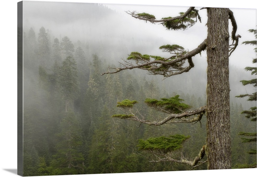 Washington, Mount Rainier National Park, tree in fog.