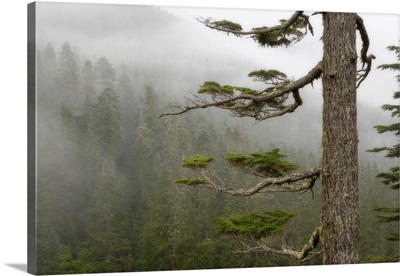 Washington, Mount Rainier National Park, tree in fog