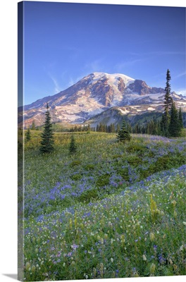 Washington, Mt. Rainier and wildflowers at Mazama Ridge