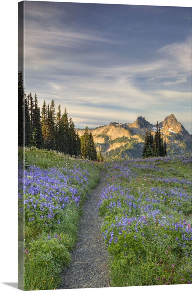 Washington, Mt. Rainier National Park, Tatoosh Range and wildflowers, view from Mazama Ridge.