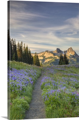 Washington, Mt. Rainier National Park, Tatoosh Range and wildflowers