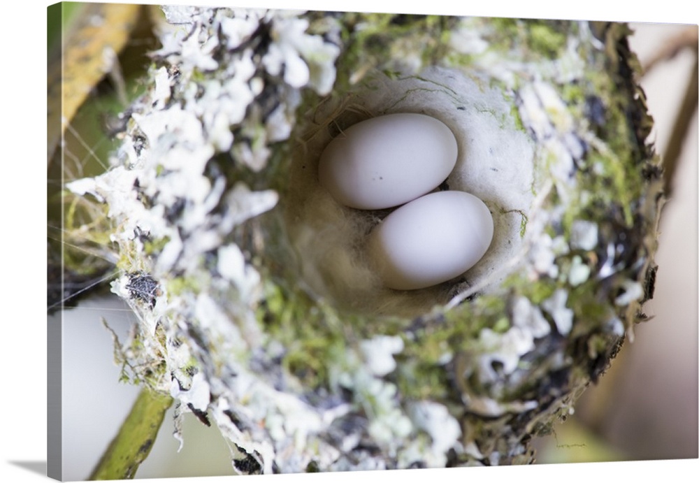 US, WA, Rufous Hummingbird (Selasphorus rufus) nest with eggs. female lines nest with spider silk and uses lichen to camof...